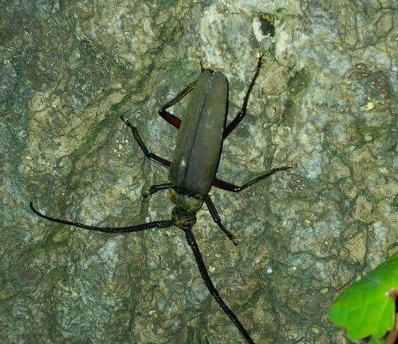 ゴマダラカミキリの生態や特徴を大紹介 一般的なカミキリムシ 害虫としての一面も 生き物ネット