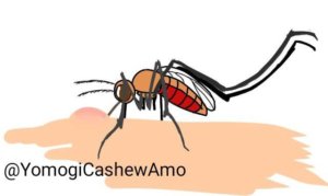 蚊に刺されると痒いのは何故 痒くなる理由や対処法について解説 生き物ネット