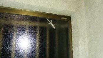 夜窓に来るのはイモリ ヤモリ トカゲ 窓の白いシルエットの正体とは 生き物ネット