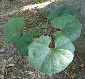 日陰に育つ大きな葉っぱ ツワブキ 黄色い綺麗な花を咲かせる植物 実は食べられる 生き物ネット