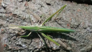 バッタが吐き出す黒い液体について詳しく解説 毒は含まれているのか 生き物ネット