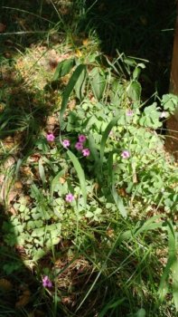 Thumbnail of post image 075