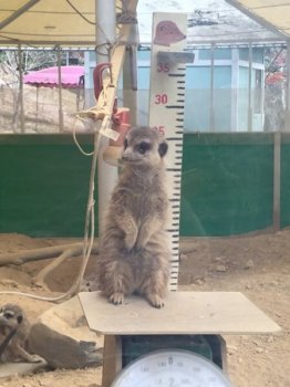 Thumbnail of post image 193