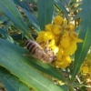 ミツバチの働き蜂は全員メスってほんと?オス蜂はどこにいるの?