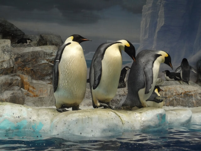コウテイペンギン　水族館
