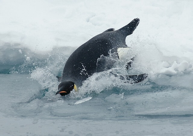 コウテイペンギン　泳ぐ