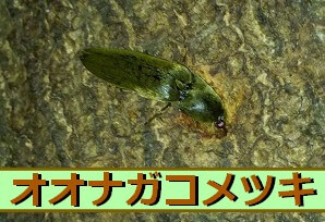 Thumbnail of post image 044