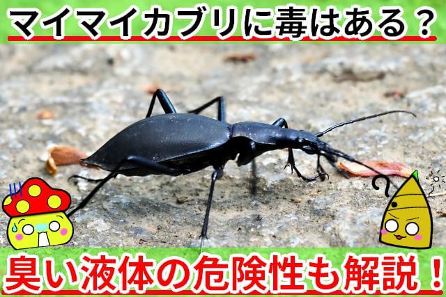 マイマイカブリ 毒