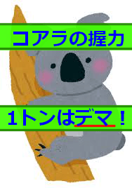 コアラの握力1トンはデマ 本当の握力や測定方法を解説 生き物ネット