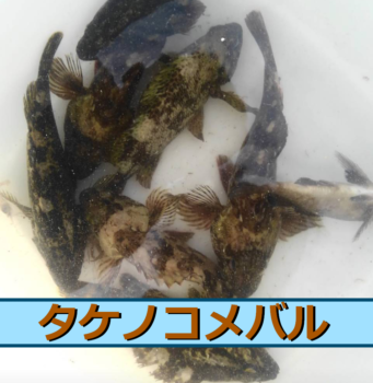 スズキ シーバス ってどんな魚 釣りで人気な出世魚 白身が美味 生き物ネット