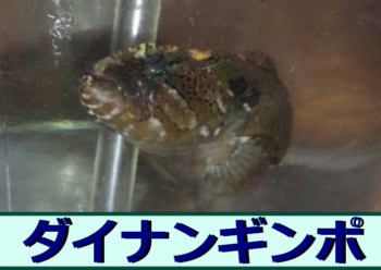 Thumbnail of post image 105