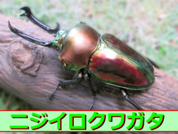 Thumbnail of post image 024