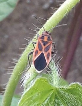 Thumbnail of post image 037