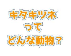 キタキツネの生態や特徴を大紹介 キタキツネの魅力や危険なエキノコックスについても紹介しています 生き物ネット