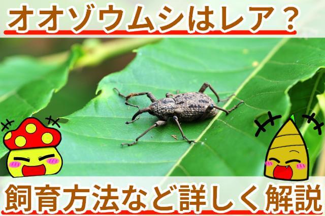 オオゾウムシ