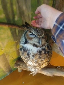 倉敷フクロウの森に行ってきた フクロウと触れ合うことが出来る美観地区のお店 生き物ネット