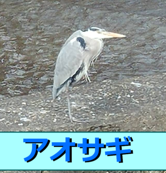 アオサギの生態を解説 エサや鳴き声 害鳥としての一面等詳しく紹介しています 生き物ネット