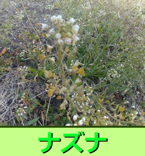 ナズナについて詳しく解説！の見分け方や食べ方・似ている植物など幅広く解説しています！ | 生き物ネット