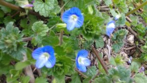 可哀想な名前の オオイヌノフグリ 春に青いお花を咲かせる綺麗な植物です 生き物ネット