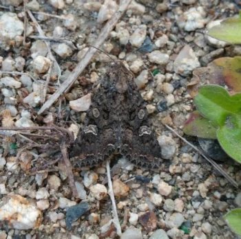 Thumbnail of post image 178