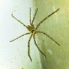 アシダカグモの生態を解説!家の守り神!毒性や天敵など詳しく紹介! | 生き物ネット