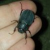 オオクロコガネの生態や特徴について大紹介!成虫・幼虫の餌について紹介しています！