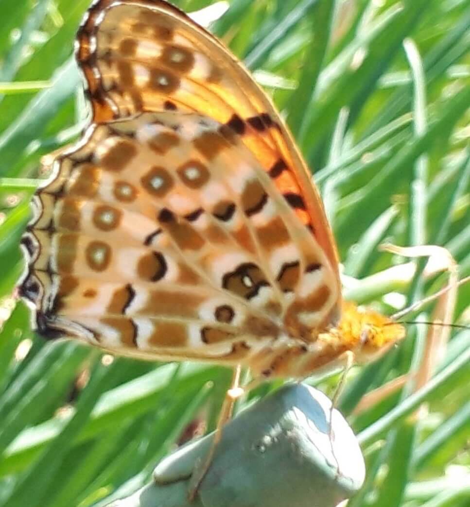 毒蝶カバマダラに擬態する【ツマグロヒョウモン】幼虫も毛虫に擬態する面白いチョウチョです! 生き物ネット