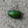 アオドウガネってどんな昆虫？緑の美しい体をしている害虫！