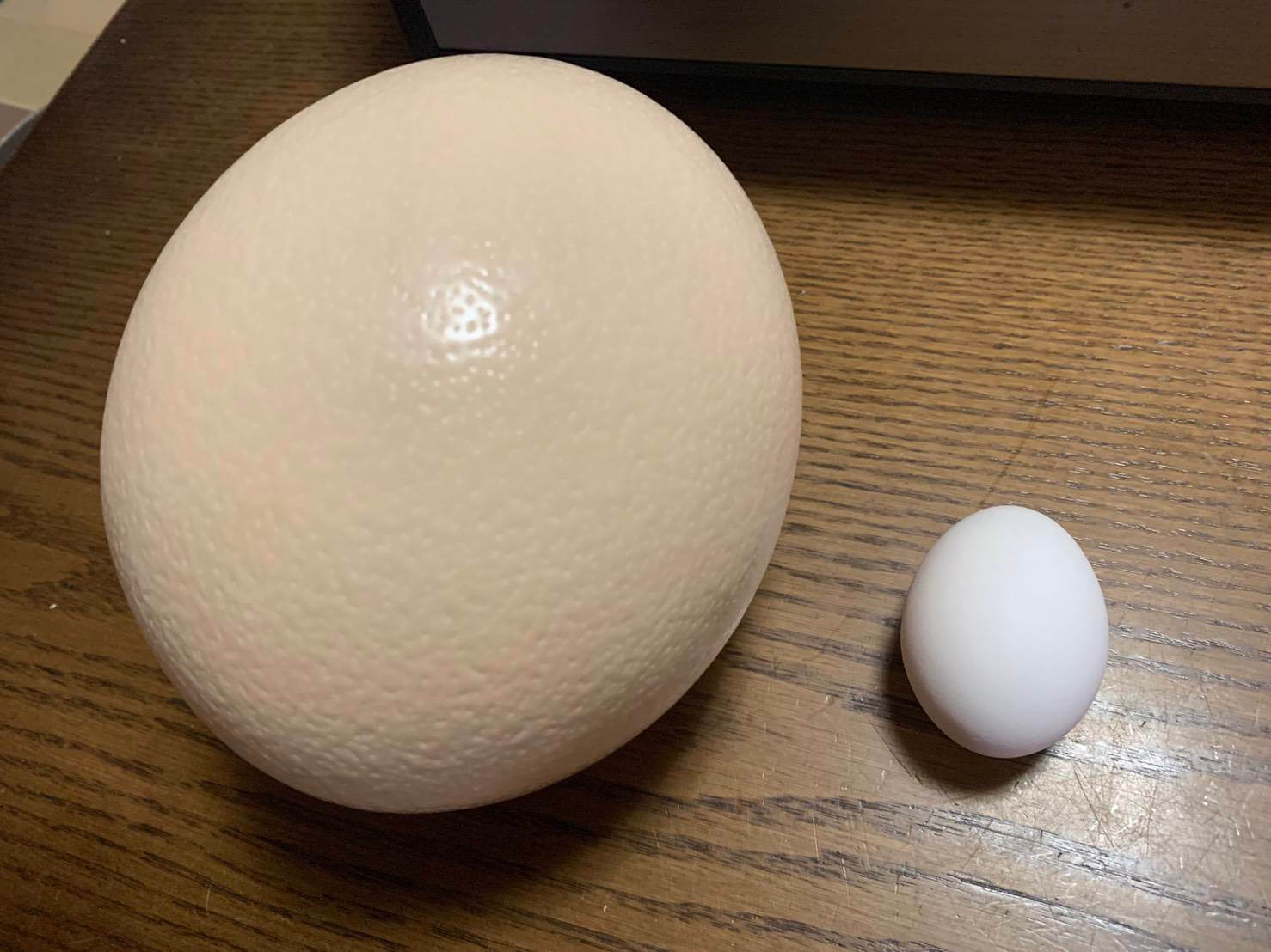 世界一大きい卵【ダチョウの卵】目玉焼きにしてみた！その大きさ 