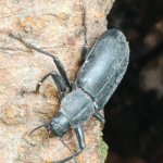 Thumbnail of post image 196