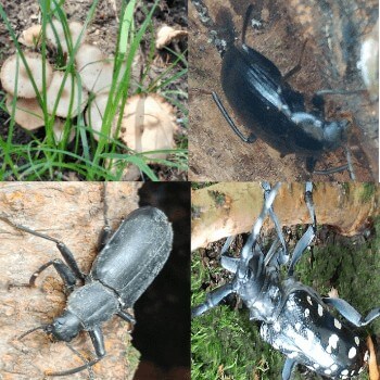 Thumbnail of post image 032