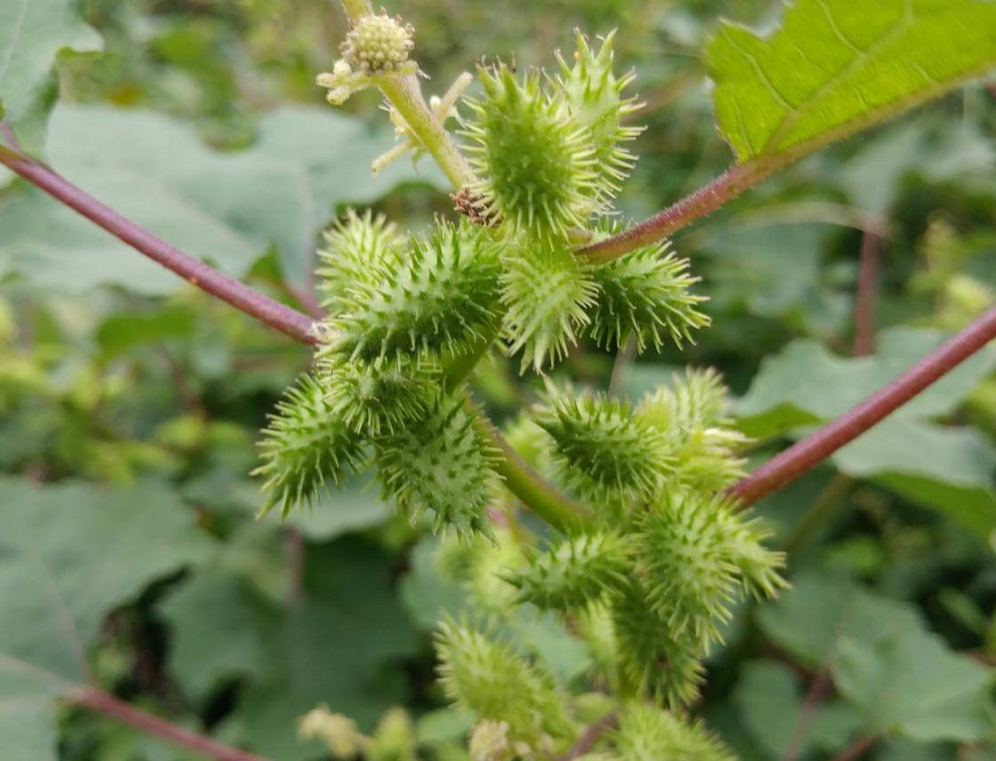 オオオナモミを大紹介 ひっつき虫や生息地 花など詳しく解説しています 生き物ネット
