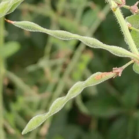 アレチヌスビトハギのひっつき虫や花言葉について紹介 名前の由来も解説しています 生き物ネット