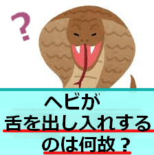 ヘビが舌を出し入れする意味とは 舌の先が二股に割れている理由も解説 生き物ネット