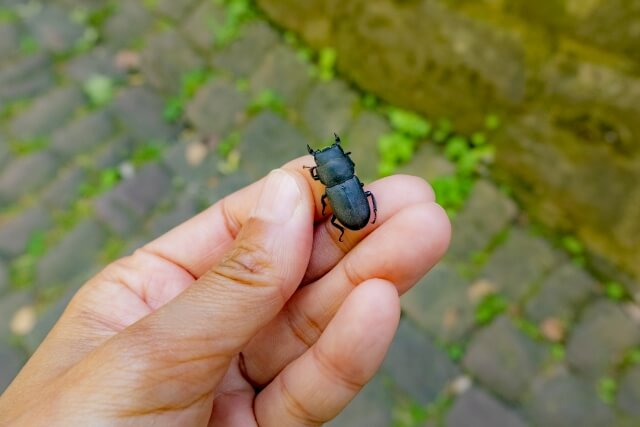 コクワガタ