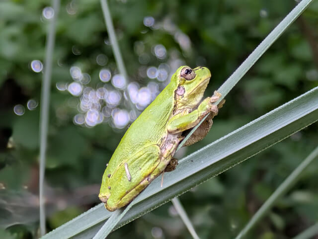 アマガエル