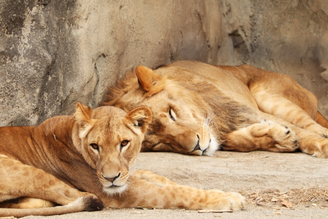 寝そべっている2頭のメスライオン