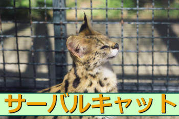 Thumbnail of post image 035