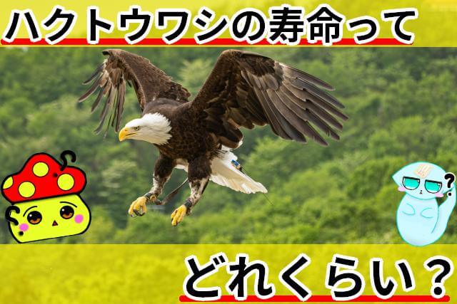ハクトウワシ 寿命