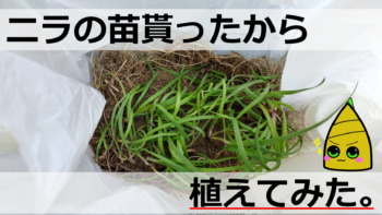 三角のひっつき虫 ヌスビトハギ 名前の由来やお花など詳しく紹介 生き物ネット