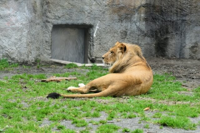 寝そべっているライオン