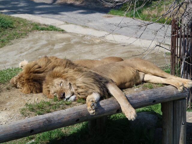 手すりを足置きにしている寝相がすごいライオン