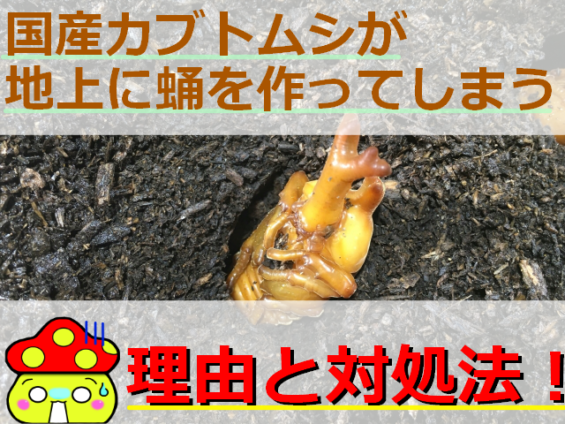 【秋の鳴く虫】クツワムシの生態を解説！鳴き声や寿命・天敵についてなど詳しく紹介！ | 生き物ネット