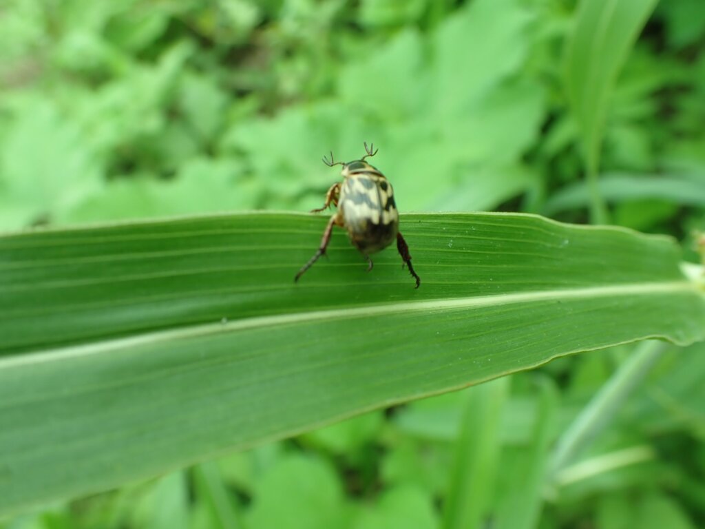 セマダラコガネ