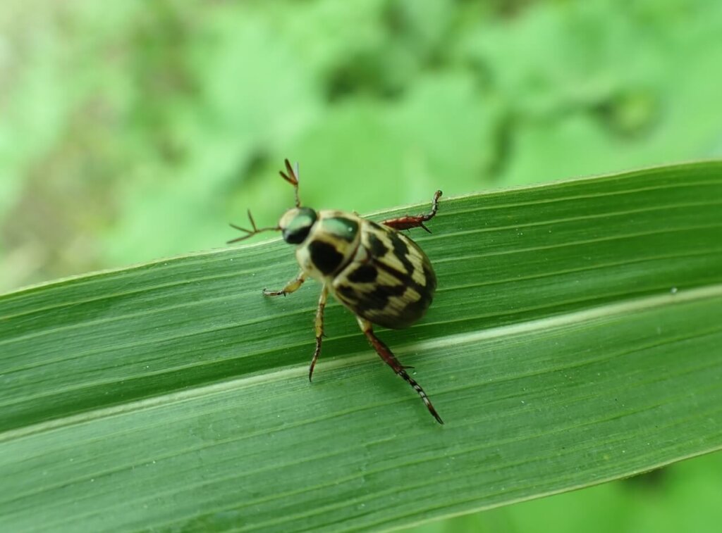 セマダラコガネ
