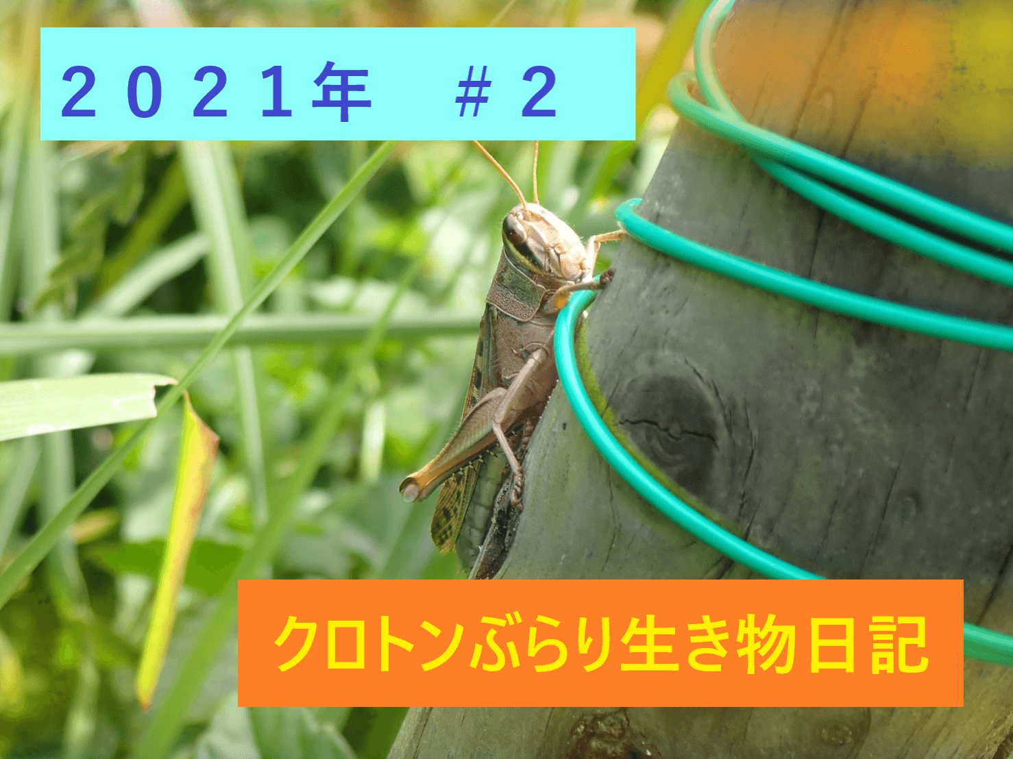 Thumbnail of post image 157