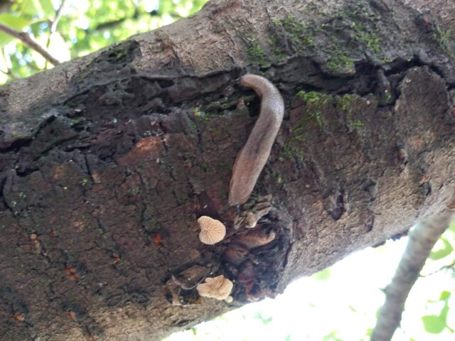 ナメクジ
