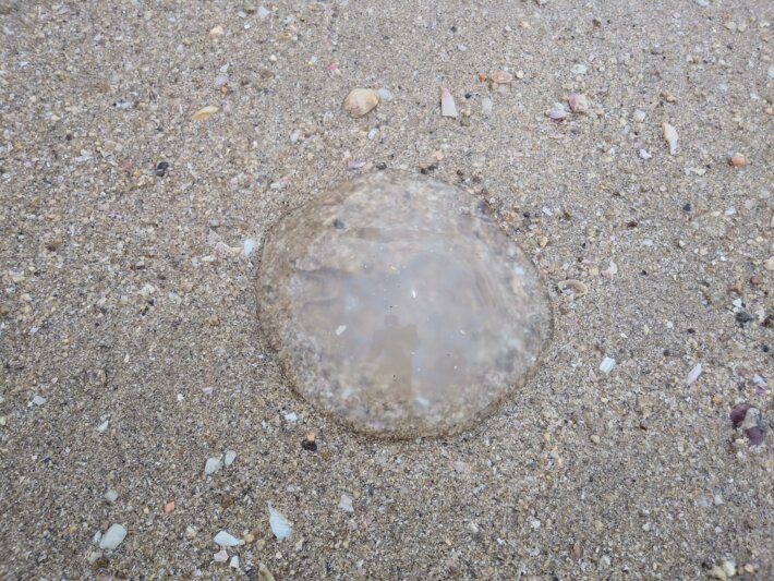 砂浜に打ち上げられたミズクラゲ