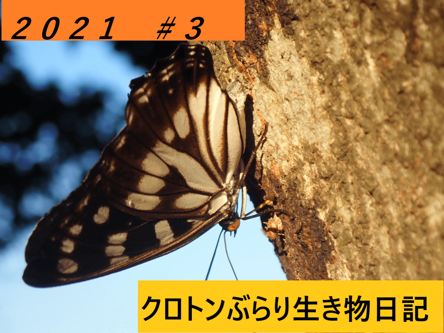 Thumbnail of post image 097