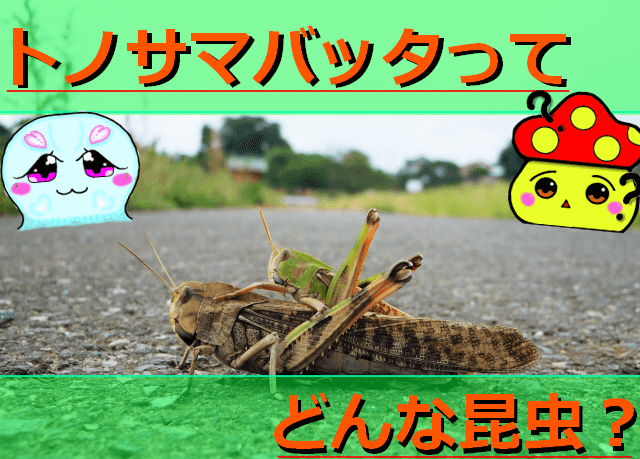 ショウリョウバッタの食べ物や寿命など詳しく紹介 似たバッタについても解説しています 生き物ネット ショウリョウバッタの食べ物や寿命など詳しく紹介 似たバッタについても解説しています 生き物ネット